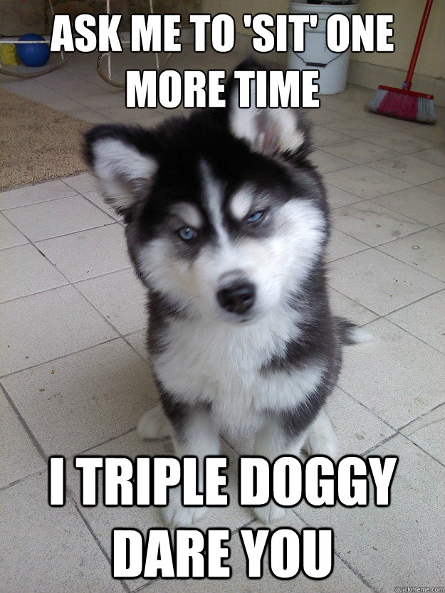 ask me to sit one more time i triple doggy dare you - Untrained Puppy