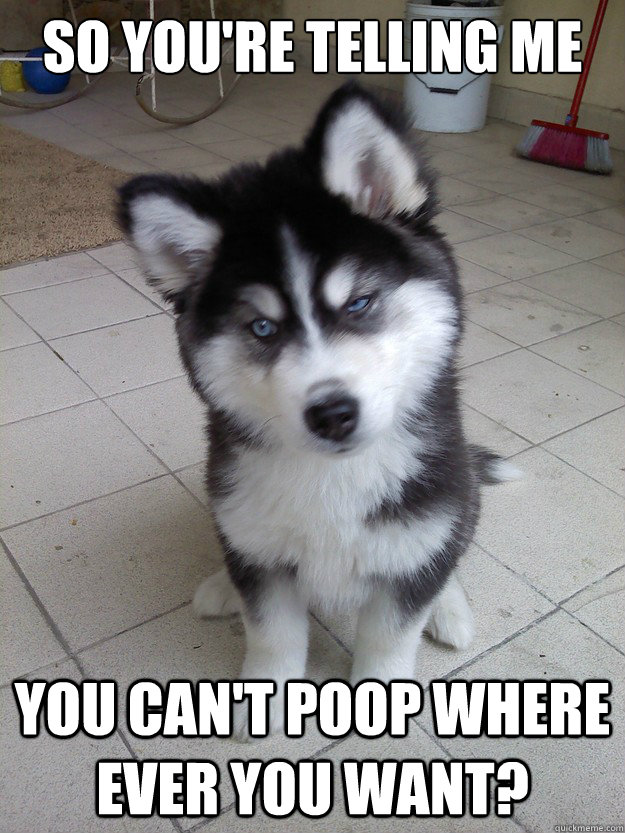 so youre telling me you cant poop where ever you want - Skeptical Newborn Puppy