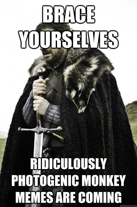 brace yourselves ridiculously photogenic monkey memes are co - Brace yourself