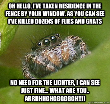 oh hello ive taken residence in the fence by your window - Misunderstood Spider