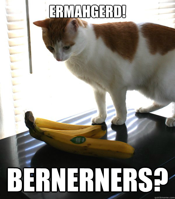 ermahgerd bernerners - Cat Banana