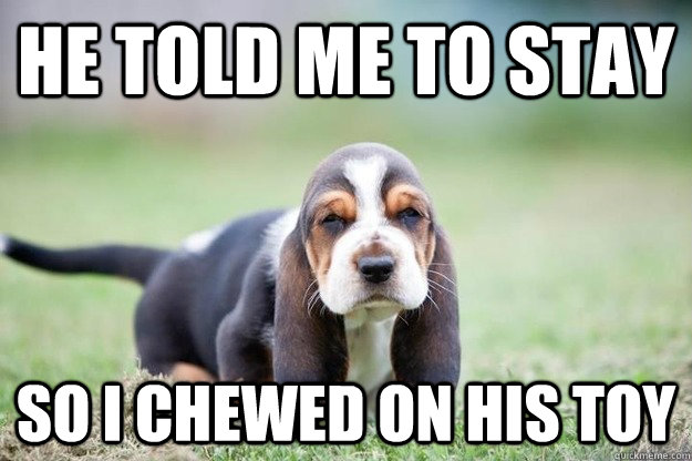 he told me to stay so i chewed on his toy -