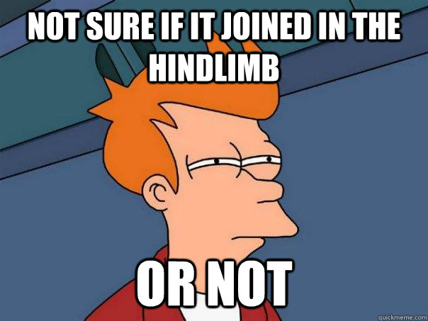 not sure if it joined in the hindlimb or not - Futurama Fry
