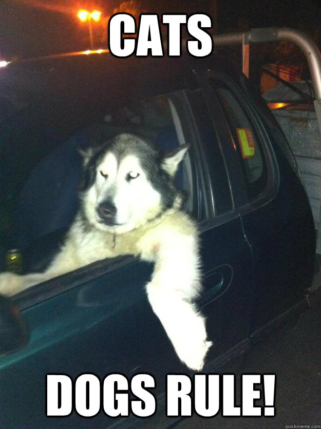 cats dogs rule - Mean Dog