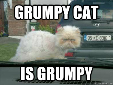 grumpy cat is grumpy - Grumpy cat