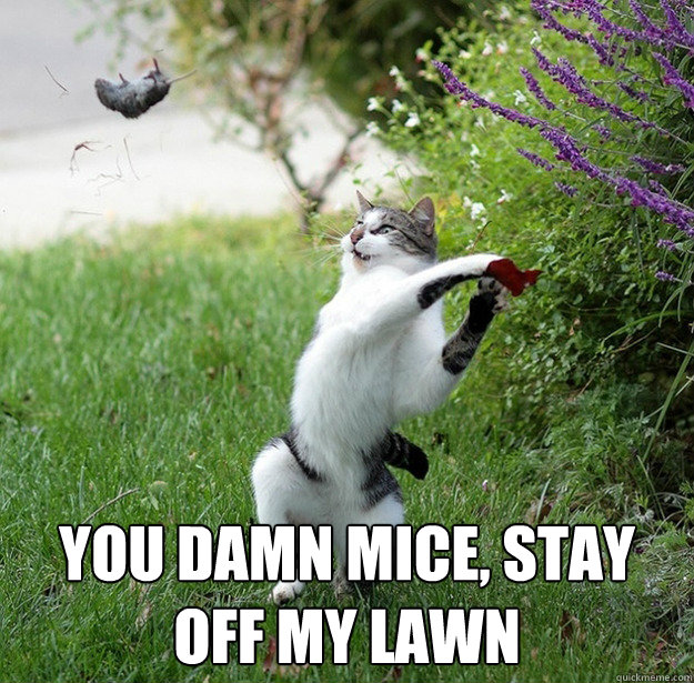 you damn mice stay off my lawn -