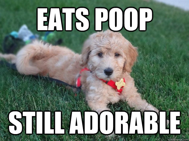 eats poop still adorable - Ridiculously Photogenic Puppy
