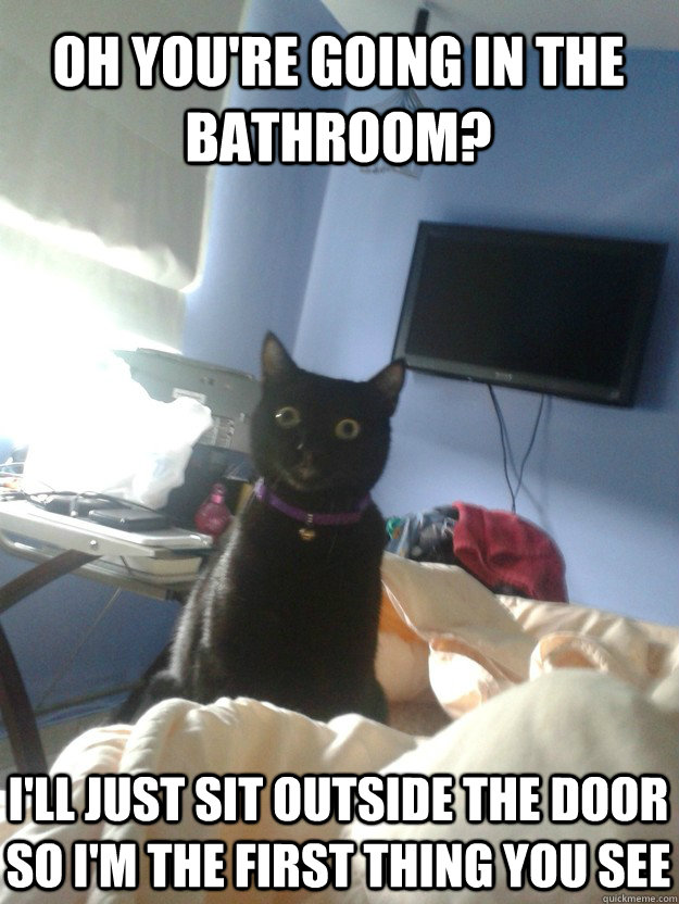 oh youre going in the bathroom ill just sit outside the d - overly attached cat