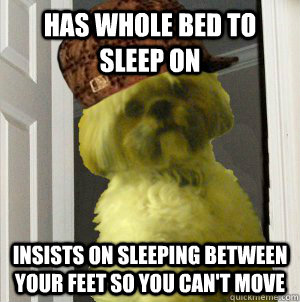 has whole bed to sleep on insists on sleeping between your f - Scumbag Dog