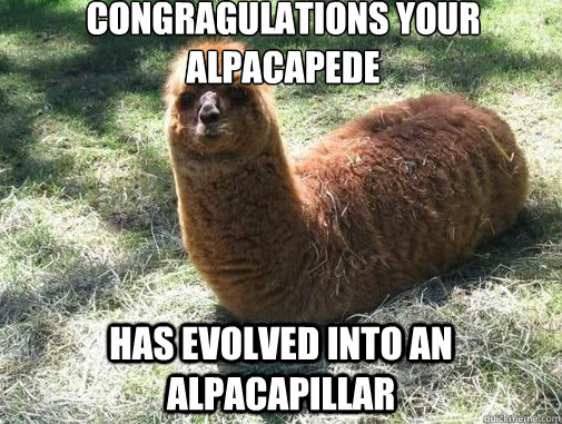 congragulations your alpacapede has evolved into an alpacapi - Alpacapillar