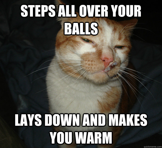 steps all over your balls lays down and makes you warm - Good Guy Cat