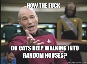 How the fuck Do cats keep walking into random houses - Annoyed Picard