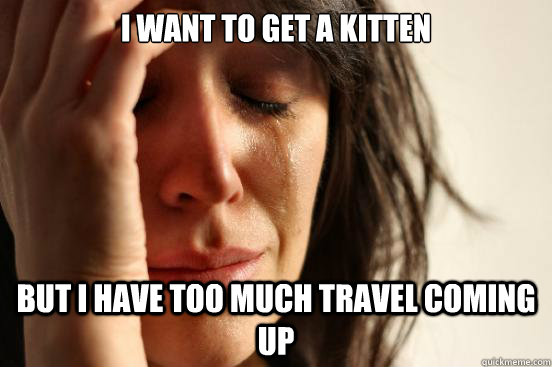 i want to get a kitten but i have too much travel coming up - First World Problems