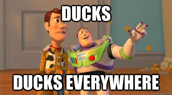 ducks ducks everywhere - Buzz Glitter