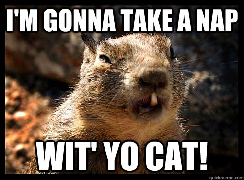 im gonna take a nap wit yo cat - ugly squirrel