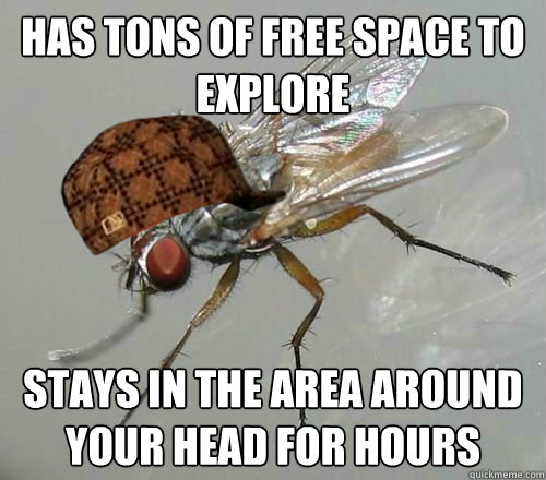has tons of free space to explore stays in the area around y - scumbag fly