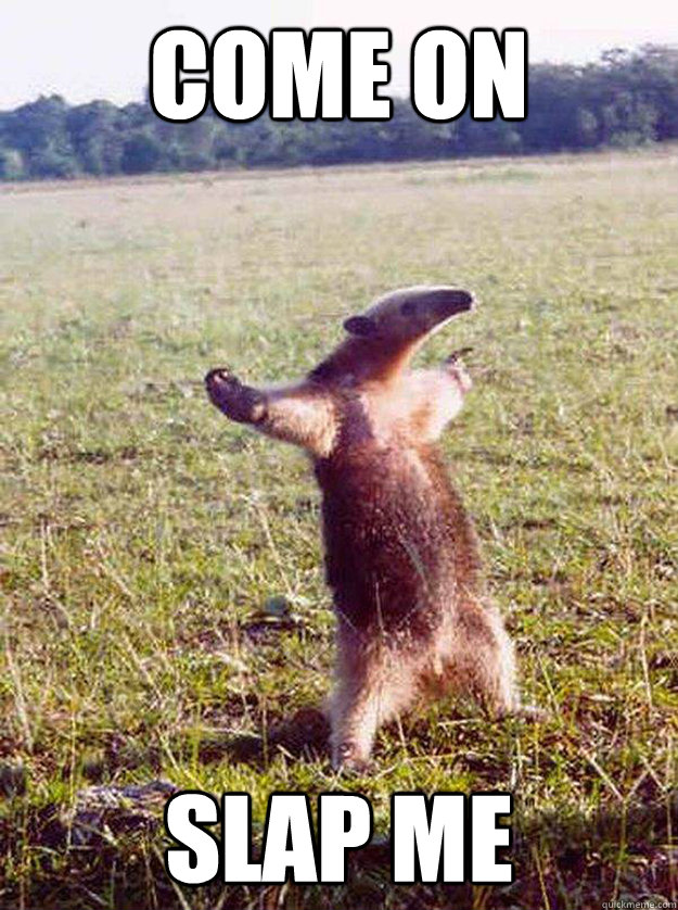 come on slap me - anteater bro