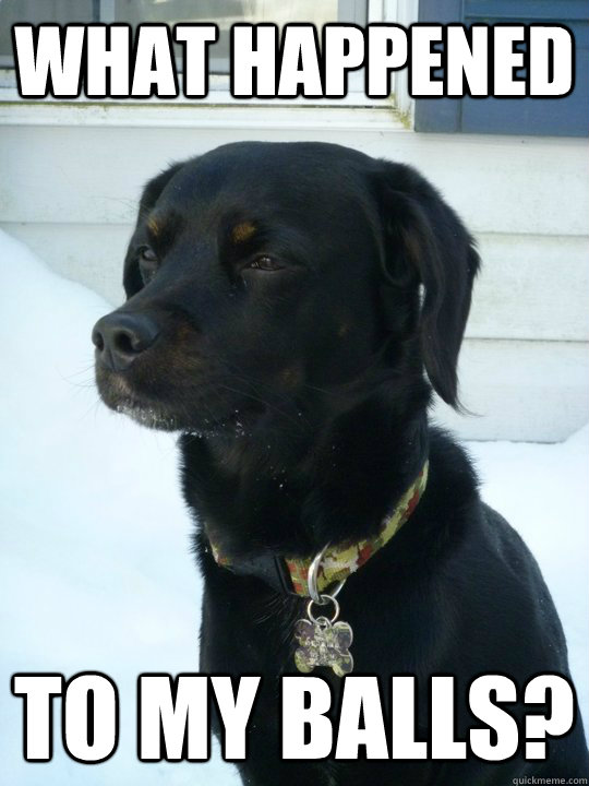 what happened to my balls - Philosophical Puppy