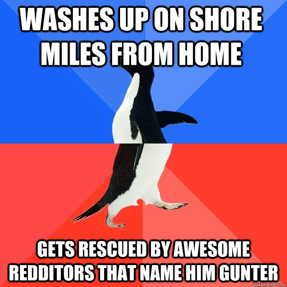 washes up on shore miles from home gets rescued by awesome - Socially Awkward Awesome Penguin