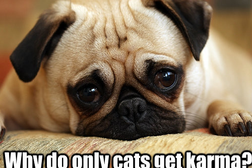 why do only cats get karma - sad doggie