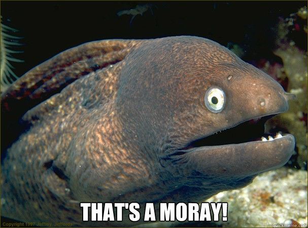 thats a moray - Bad Joke Eel
