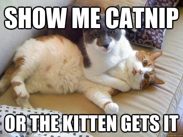 show me catnip or the kitten gets it -