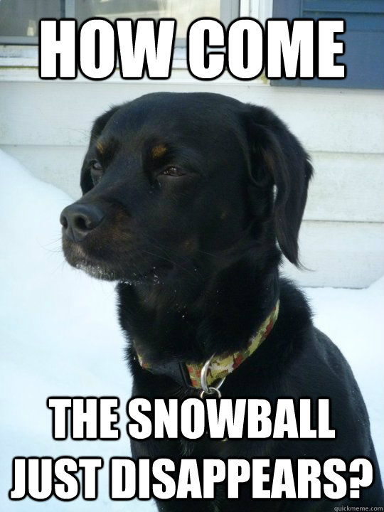 how come the snowball just disappears - Philosophical Puppy