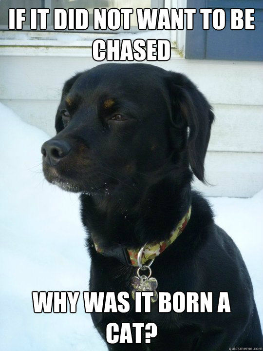 if it did not want to be chased why was it born a cat - Philosophical Puppy