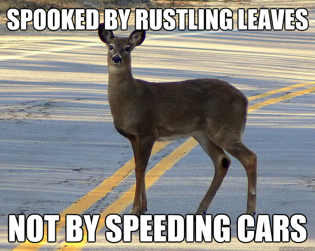 spooked by rustling leaves not by speeding cars - scumbag deer