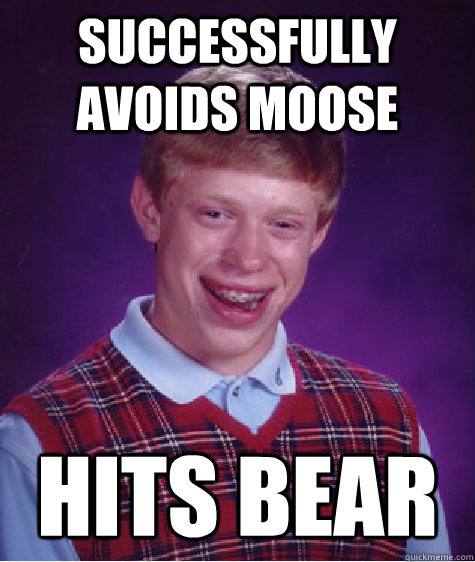 successfully avoids moose hits bear - BAD LUCK BRIAN