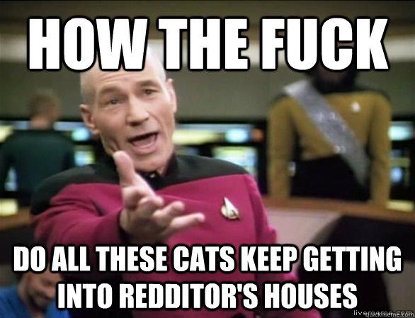 how the fuck do all these cats keep getting into redditors - Annoyed Picard HD
