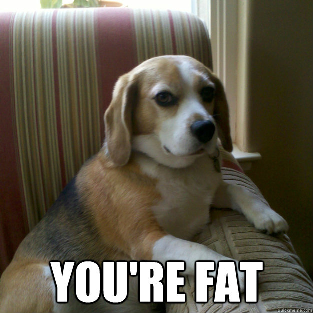 youre fat - judgmental dog