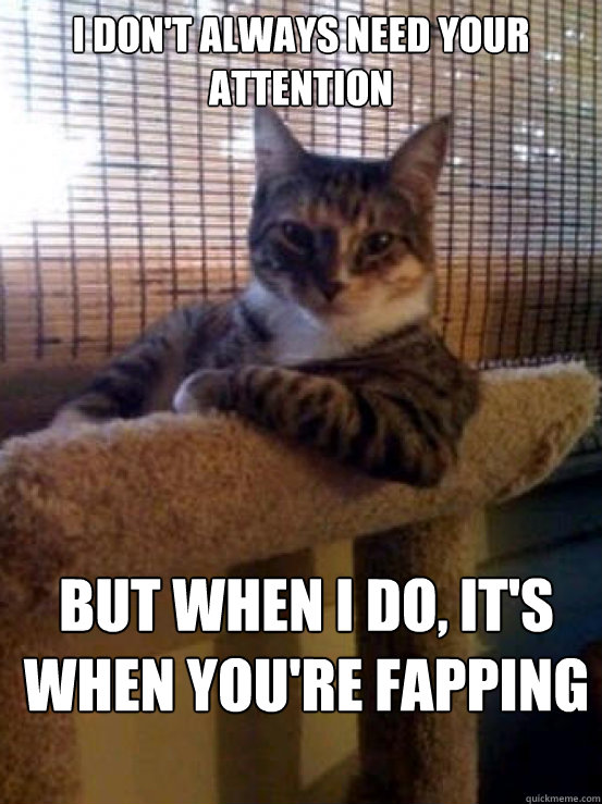 i dont always need your attention but when i do its when - Most Interesting Cat in the World
