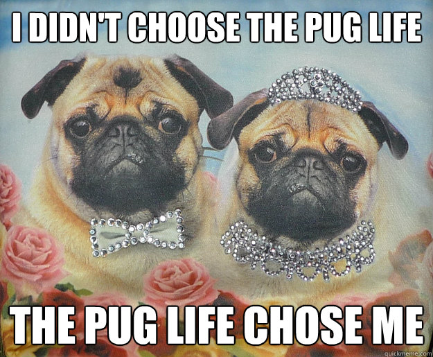 i didnt choose the pug life the pug life chose me - Pug Life