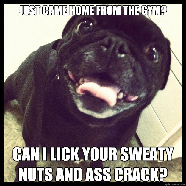just came home from the gym can i lick your sweaty nuts and - Overly Attached Pug