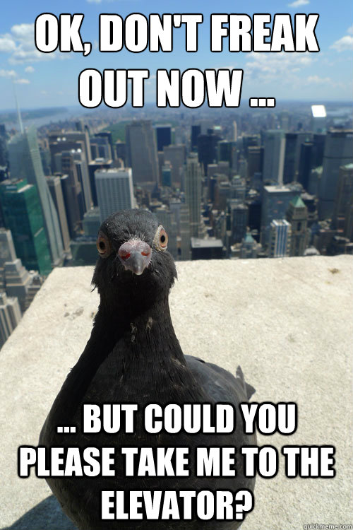 ok dont freak out now but could you please take me - Empire State Pigeon