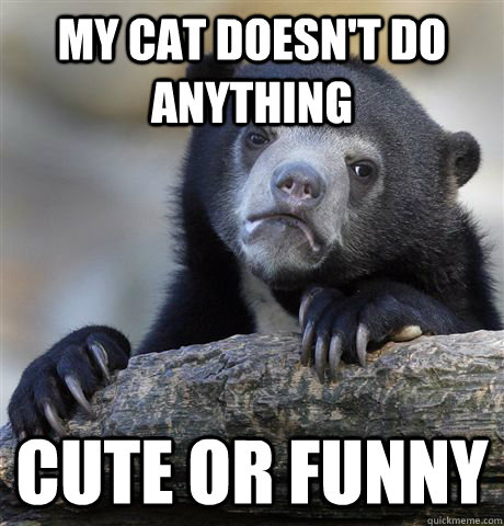 my cat doesnt do anything cute or funny - Confession Bear