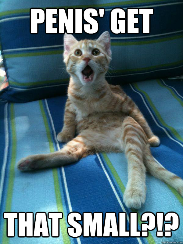 penis get that small - Utterly Stunned Kitten