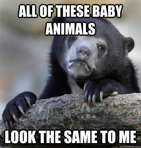 all of these baby animals look the same to me - Confession Bear