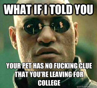 what if i told you your pet has no fucking clue that youre - What if I told you