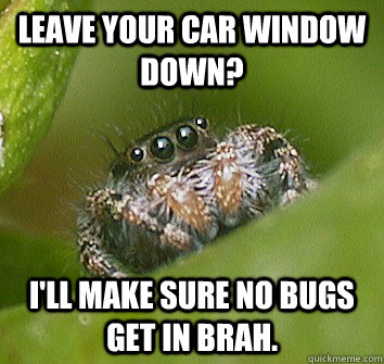 leave your car window down ill make sure no bugs get in br - Misunderstood Spider