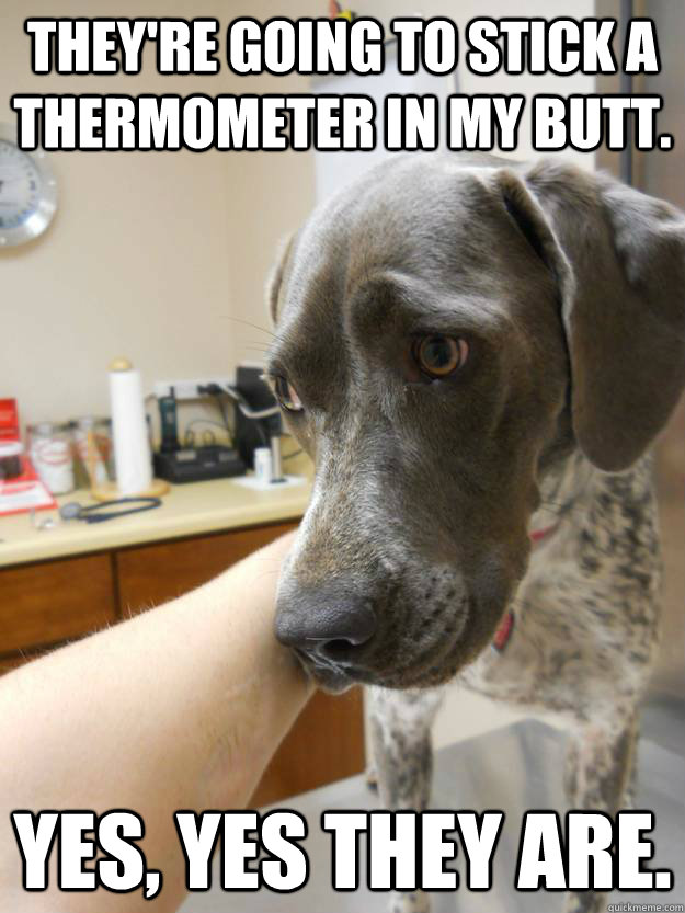 theyre going to stick a thermometer in my butt yes yes t - Concerned Dog