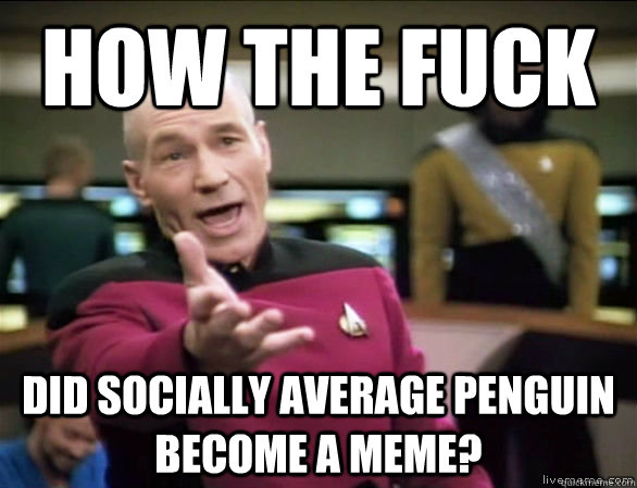 how the fuck did socially average penguin become a meme - Annoyed Picard HD