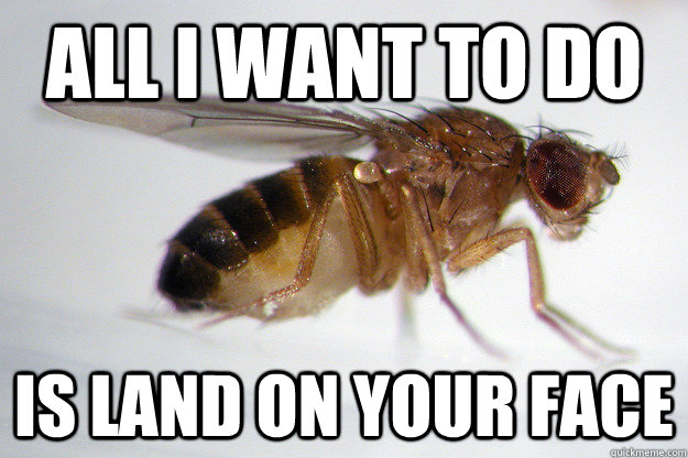 all i want to do is land on your face -