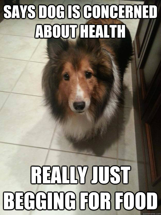 says dog is concerned about health really just begging for f -