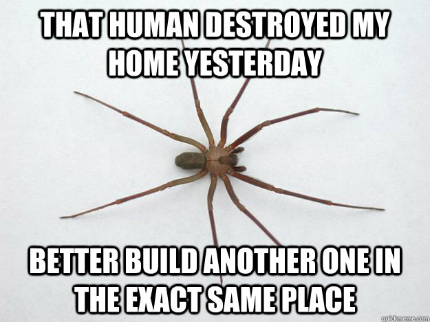 that human destroyed my home yesterday better build another -