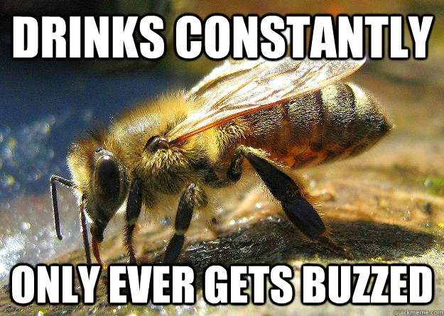 drinks constantly only ever gets buzzed - Alcoholic Bee