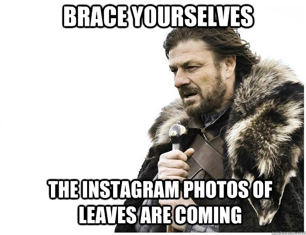 brace yourselves the instagram photos of leaves are coming - Imminent Ned