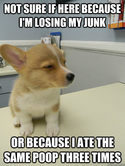 not sure if here because im losing my junk or because i ate - Not Sure Dog