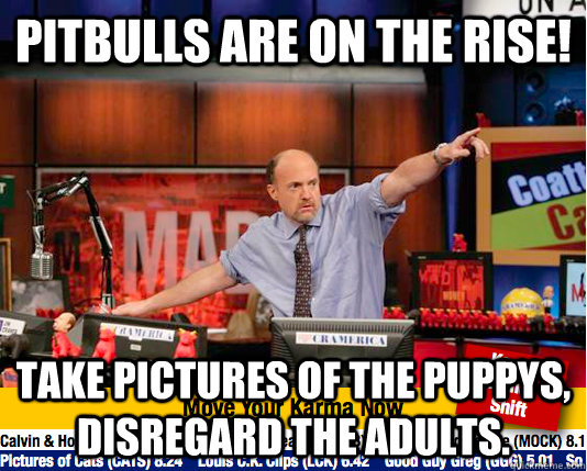 pitbulls are on the rise take pictures of the puppys disre - move your karma now